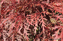Acer palmatum dissectum 'Garnet' — photo 3